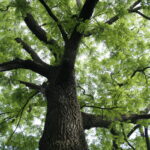 Las Traqueofitas son un grupo importante de plantas con características únicas y funciones ecológicas