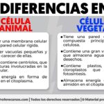 Las vacuolas son orgánulos esenciales en las células vegetales y su función es fundamental para la vida celular