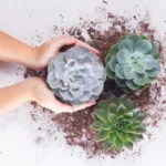 Los Agavoides son el grupo de suculentas más fascinante y resistente del mundo