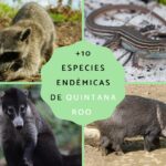 Los animales endémicos de Quintana Roo y su importancia en el ecosistema