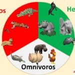 Los animales que se alimentan de granos representan una parte fundamental de la biodiversidad