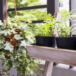 Los árboles pequeños son opciones ideales para espacios reducidos y jardinería en casa