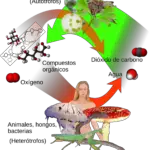Los autotrofos y heterotrofos son esenciales en los ecosistemas y su función es vital