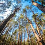 Los Bosques de Coníferas y su Impacto en el Ecosistema Global