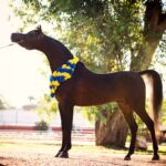 Los caballos grandes son animales majestuosos que ofrecen una gran diversidad de características y habilidades