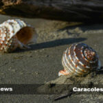 Los caracoles marinos son criaturas fascinantes que habitan en el océano