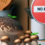Los champiñones son alimentos nutritivos que ofrecen múltiples beneficios y riesgos que debemos considerar