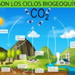 Los Ciclos Biogeoquímicos y su Importancia en los Ecosistemas