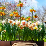 Los cuidados esenciales para el tulipán holandés garantizan su éxito en el jardín