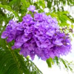 Los cuidados esenciales que necesita la jacaranda para crecer saludable
