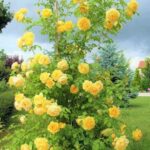 Los cuidados esenciales que requieren las rosas en macetas para florecer bellamente