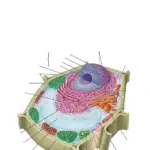 Los dibujos de una célula vegetal nos revelan su fascinante estructura y función