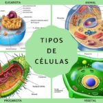 Los diferentes tipos de células y su importancia en los organismos vivos