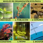Los diversos ejemplos de poblaciones ecológicas en nuestros ecosistemas