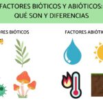 Los factores bióticos y abióticos que conforman el ecosistema del desierto son fundamentales para comprender su biodiversidad