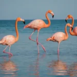 Los Flamencos y su Alimentación: Descubriendo qué Comen