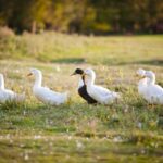Los hábitos alimenticios de los patos y lo que comen en su entorno natural