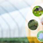 Los insecticidas biológicos y su papel en el control de plagas de forma sostenible