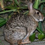 Los lagomorfos son un grupo fascinante de mamíferos que merece atención