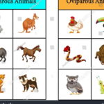 Los Ovivíparos Ejemplos y Su Fascinante Reproducción en el Reino Animal