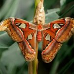 Los pájaros nocturnos son fascinantes criaturas que merecen nuestra atención y estudio