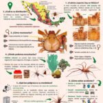 Los peligros del piquete de araña violinista y cómo identificarlo con fotos
