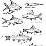 Los Pescados de Río Son Una Fuente Nutricional y Ecológica Esencial