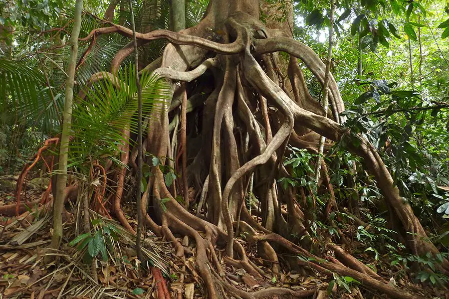 Los rizomas presentan ejemplos fascinantes que destacan su importancia ...