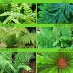 Los tipos de helechos y su diversidad en el mundo vegetal
