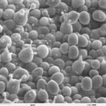 ¿Qué son las esporas y cuál es su importancia en la biología?