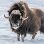 Todo lo que necesitas saber sobre el buey almizclero y su hábitat