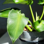 Todo lo que necesitas saber sobre el philodendron rugosum y su cuidado