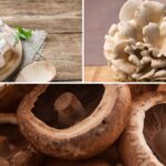 Todo lo que necesitas saber sobre los ongos de comer y su importancia en la alimentación