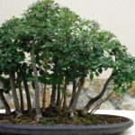 Descubre la Fascinante Diversidad de Bonsai Tipos y Otras Maravillas del Mundo Vegetal
