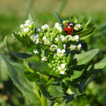 El Camalote: Un Estudio Multidisciplinar de su Impacto Ecológico y Cultural