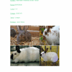 Explorando la Biodiversidad: De Liebres y Conejos a Árboles y Volcanes