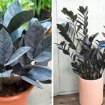 Guía Completa de Cuidados para Plantas: Desde el Huele de Noche hasta la Zamioculca