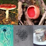 La Reproducción Asexual de los Hongos: Un Análisis Profundo de sus Mecanismos y Características